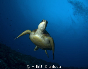 sea ​​turtle by Afflitti Gianluca 